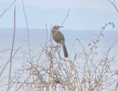 Toxostoma redivivum