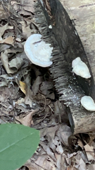 Trametes elegans