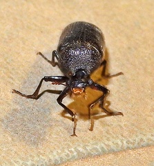 Apatides fortis