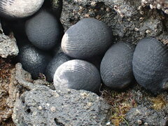 Nerita melanotragus