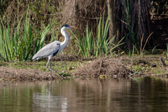 Ardea cocoi