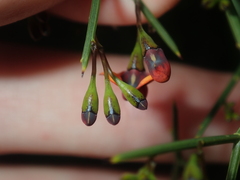 Daviesia divaricata