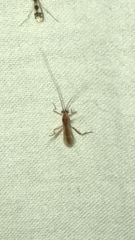 Enicospilus americanus-complex