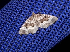 Epirrhoe alternata