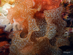 Halymenia