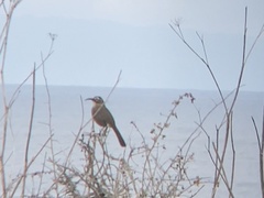 Toxostoma redivivum