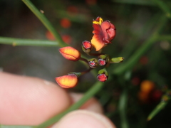 Daviesia divaricata