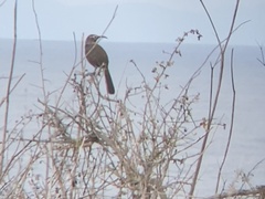 Toxostoma redivivum