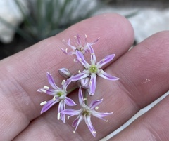 Amerallium