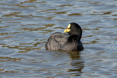 Fulica armillata