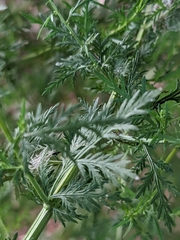 Artemisia annua