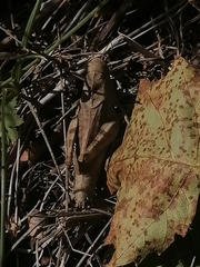 Psophus stridulus