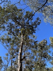 Lophostemon suaveolens