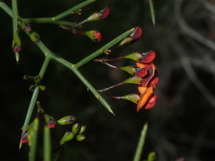 Daviesia divaricata