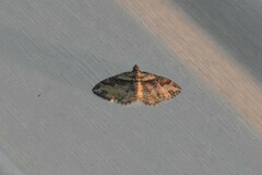 Costaconvexa centrostrigaria