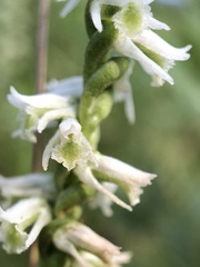Spiranthes lacera gracilis