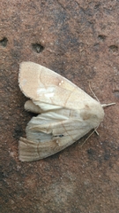 Nadata