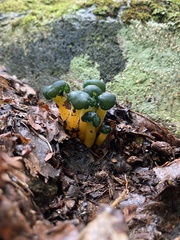 Leotia viscosa