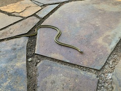 Thamnophis ordinoides