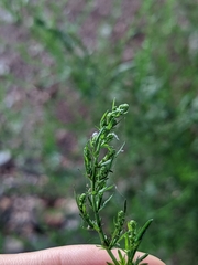 Artemisia annua