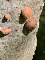 Hypoxylon fragiforme