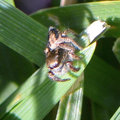 Habronattus pyrrithrix