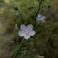 Pavonia odorata