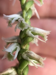 Spiranthes lacera gracilis