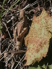 Psophus stridulus