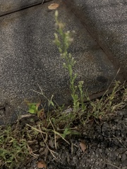 Poa annua