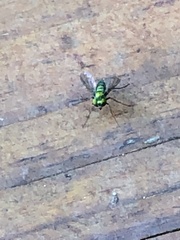 Condylostylus longicornis