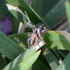 Habronattus pyrrithrix