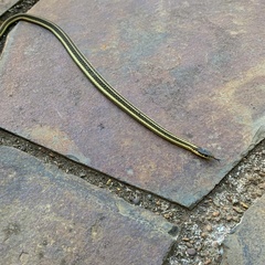 Thamnophis ordinoides