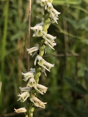 Spiranthes lacera gracilis