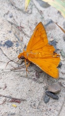 Bungalotis midas