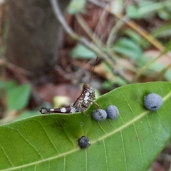 Xenocatantops humilis
