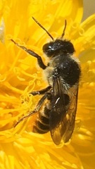 Megachile relativa