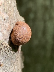 Hypoxylon fragiforme