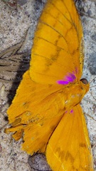 Bungalotis midas