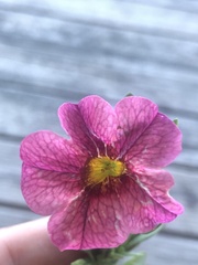 Calibrachoa
