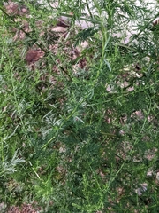 Artemisia annua