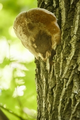 Phellinus igniarius