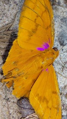 Bungalotis midas
