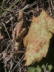 Psophus stridulus