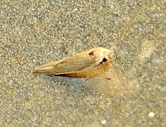 Scythrididae