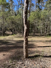 Lophostemon suaveolens