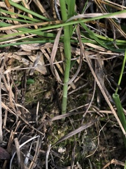 Spiranthes lacera gracilis