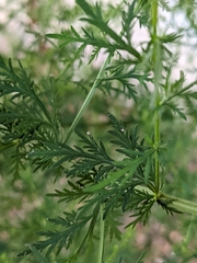 Artemisia annua