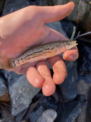 Fundulus majalis