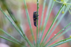 Coccinella septempunctata